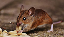 24 Hour & Emergency Exterminators in Tennent, NJ